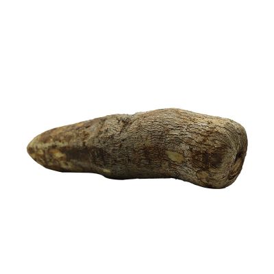 Jamaican Yam